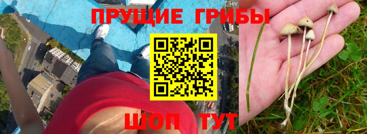 Псилоцибиновые грибы ЛСД  Вход с VPN  Псилоцибиновые грибы GOLDEN TEACHER  Ишимбай 